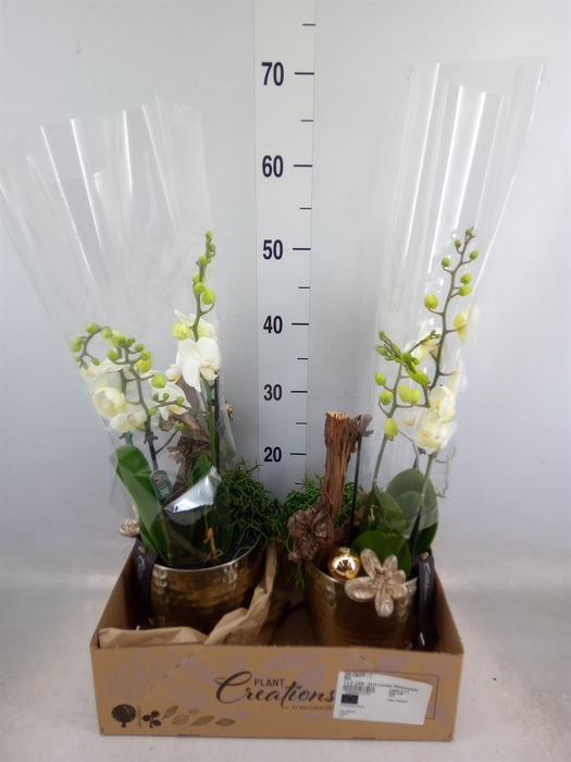 <h4>Arr.  Phalaenopsis H%</h4>