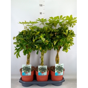 Schefflera arbor. 'Gold Capella'