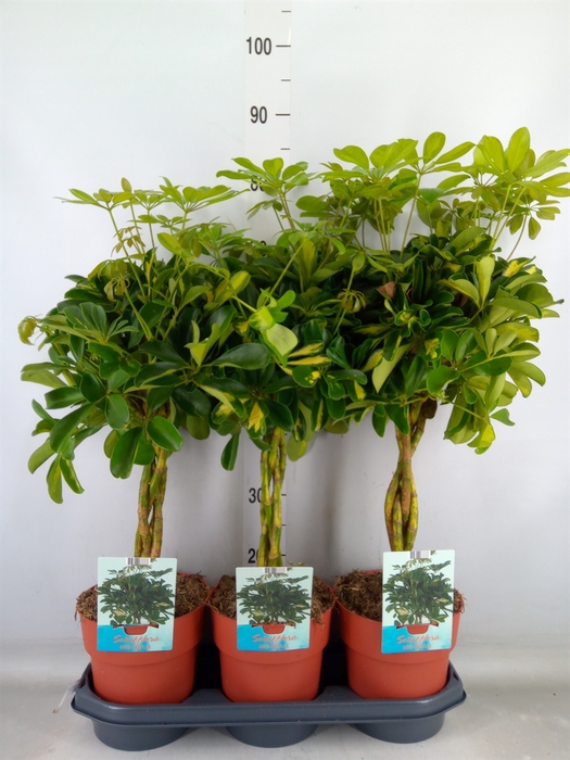 <h4>Schefflera arbor. 'Gold Capella'</h4>