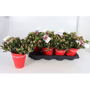 RHODO SI OV