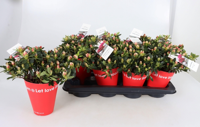 <h4>RHODO SI OV</h4>