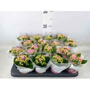 Kalanchoe blos. 'RosDon Nando'