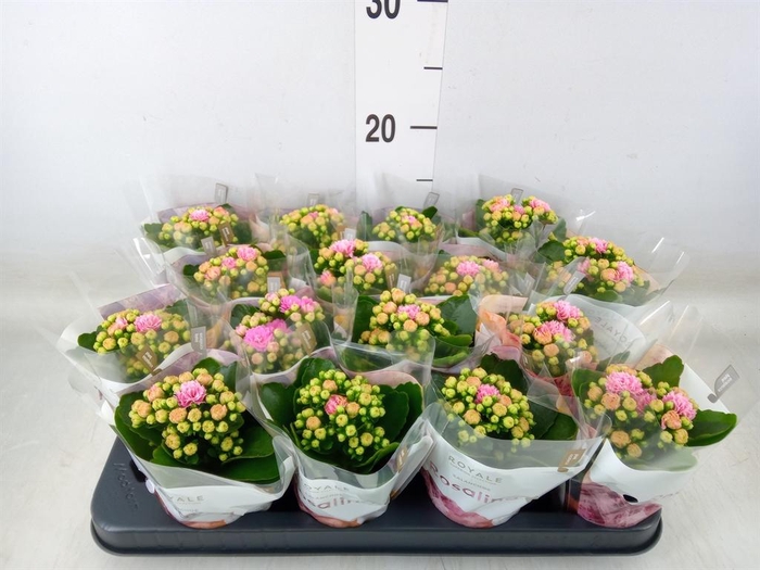 <h4>Kalanchoe blos. 'RosDon Nando'</h4>