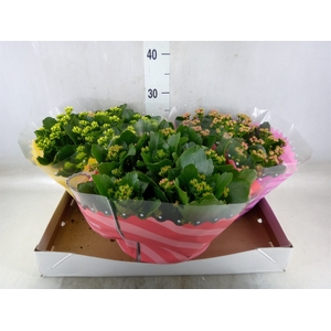 Kalanchoe blos.   ..rosebud mix  5