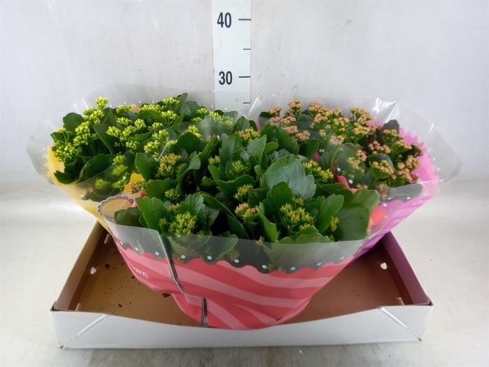 <h4>Kalanchoe blos.   ..rosebud mix  5</h4>