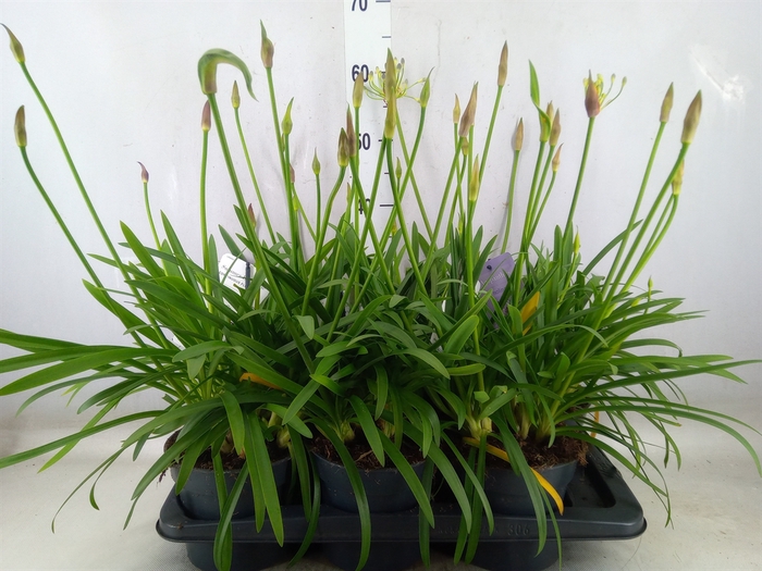 <h4>Agapanthus  'Summer Love Blue'</h4>