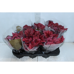 BEGONIA BELEAF INCA FLAME P15 PO