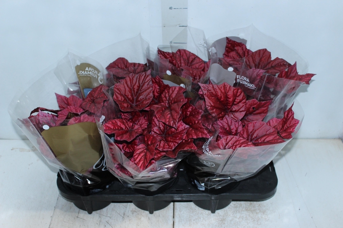 <h4>BEGONIA BELEAF INCA FLAME P15 PO</h4>