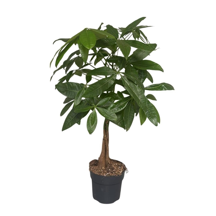 <h4>Pachira aquatica</h4>