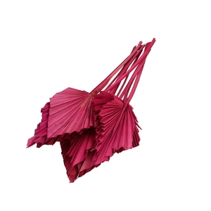 Dried flowers Palm Spear 50cm x10