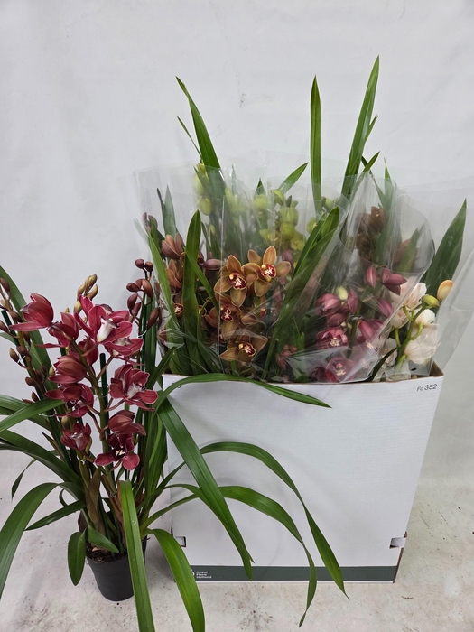 <h4>CYMB GEMENGD</h4>