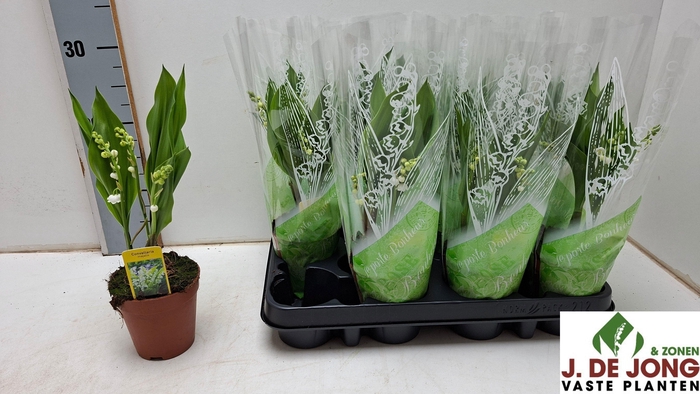 <h4>CONVALLARIA MAJALIS</h4>