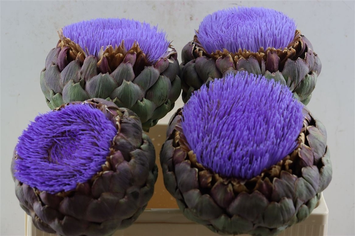 <h4>Cynara Paars Bloei</h4>