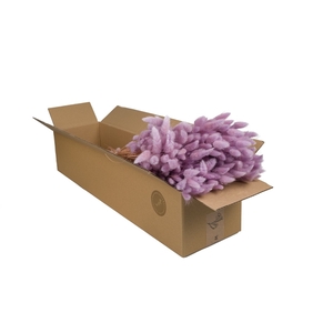 Droogbloemen-Lagurus Lilac Pastel
