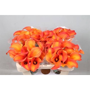 Calla Callista Kallaland
