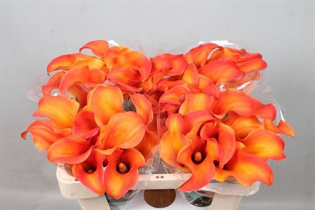 <h4>Calla Callista Kallaland</h4>