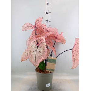 Caladium   ...