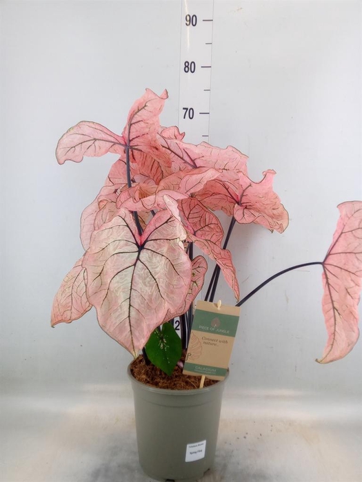<h4>Caladium   ...</h4>