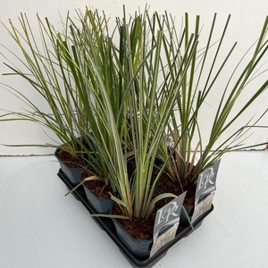 Cortaderia selloana