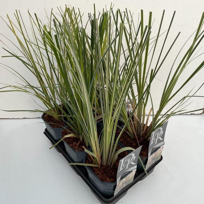<h4>Cortaderia selloana</h4>