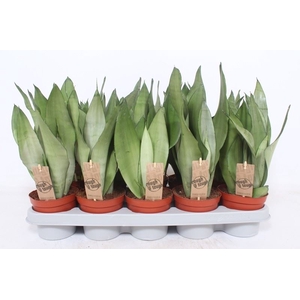 Sansevieria trifa. 'Moonshine'