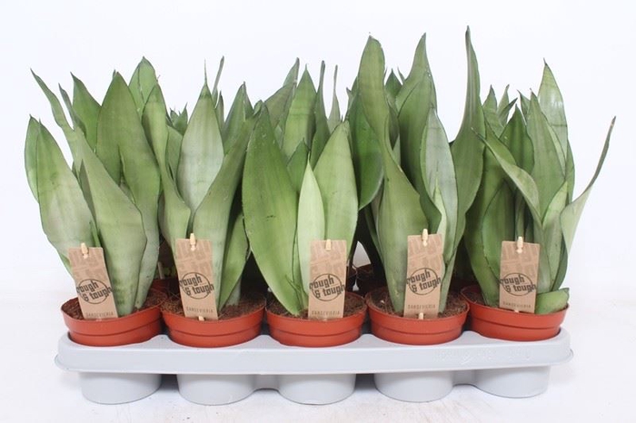 <h4>Sansevieria trifa. 'Moonshine'</h4>