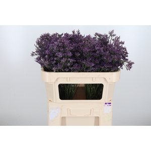 Lim Piuma Dark Blue