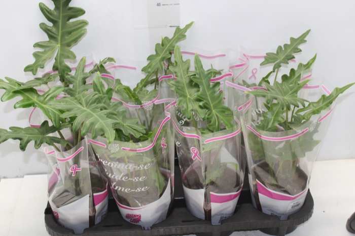 <h4>ALOCASIA PORTEI P12</h4>