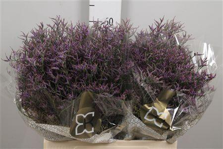 <h4>Lim Saf Dark Blue</h4>