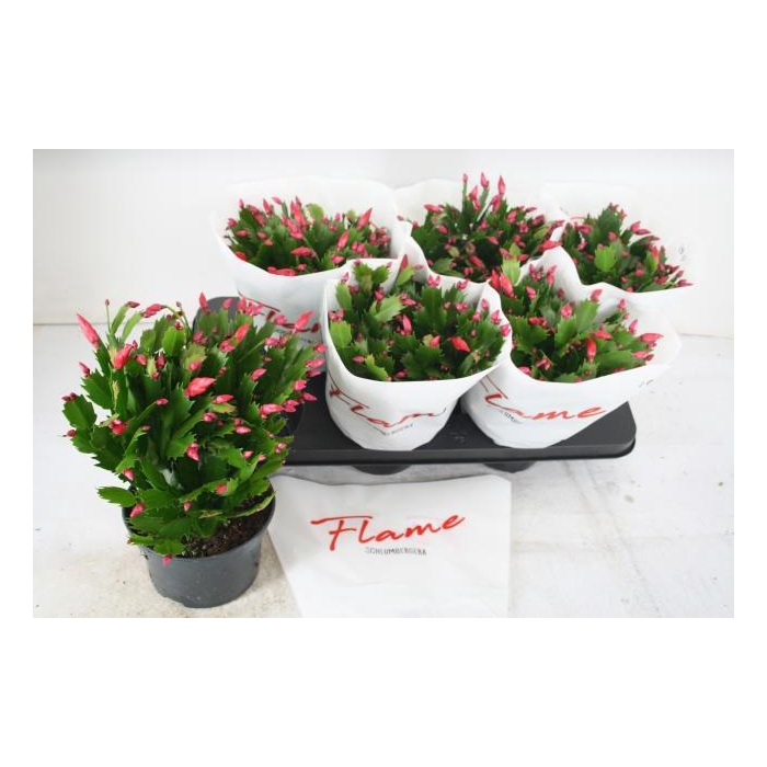 <h4>SCHLUMB FLAME RED</h4>