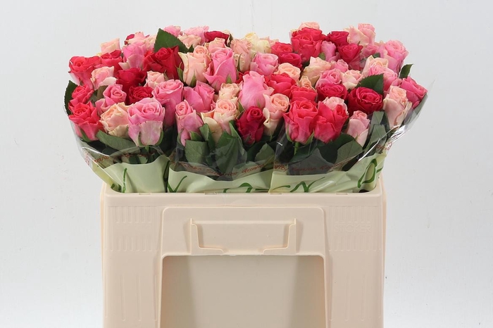 <h4>R Gr Tacazzi Gem</h4>