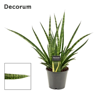 Sansevieria Silver steel 14 cm (Decorum))
