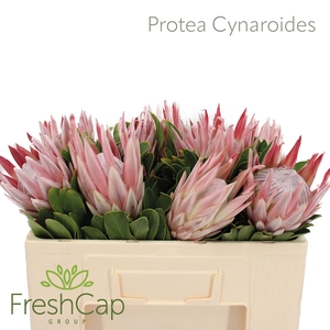 PROTEA CYNAROIDES