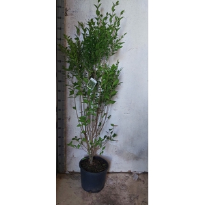 LIGUS OVALIFOLIUM
