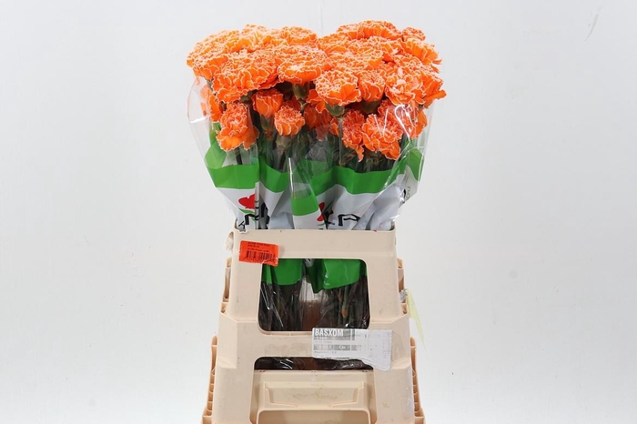 <h4>Di St Tinted Orange</h4>