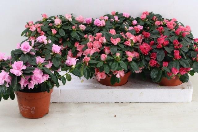 <h4>RHODO SI VOGEL GEM</h4>