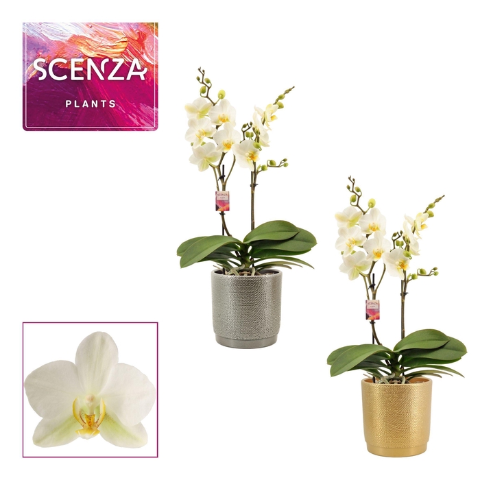 <h4>Phalaenopsis multiflora 2 tak Lausanne in Gabriël (Deco-collecti</h4>