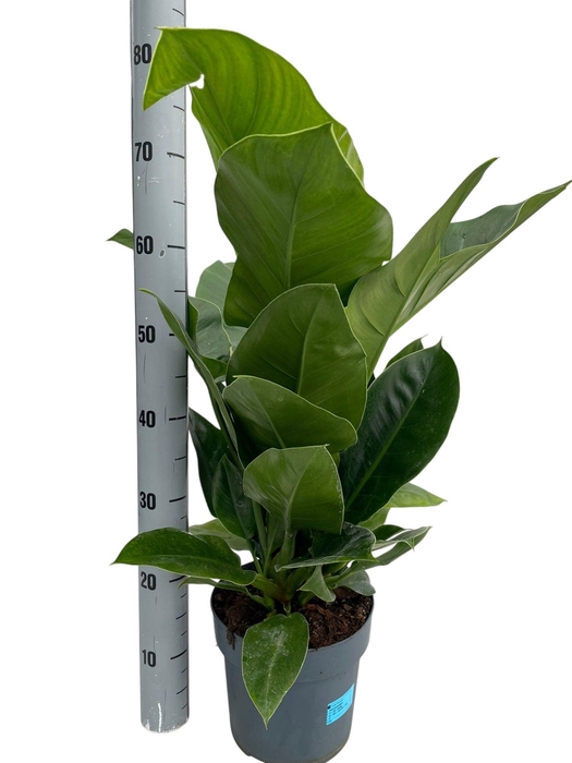 <h4>PHIL IMPERIAL GREEN</h4>