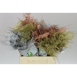 Aspa 1e Veren Mixed Christmas X50