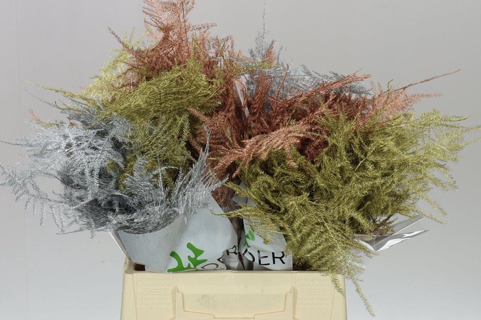 <h4>Aspa 1e Veren Mixed Christmas X50</h4>