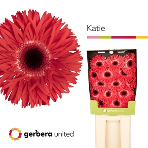 Gerbera Spider Katie Diamond