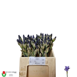 IRIS CUP RACE 30 GR.