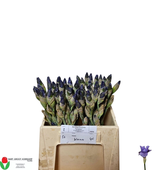 <h4>IRIS CUP RACE 30 GR.</h4>