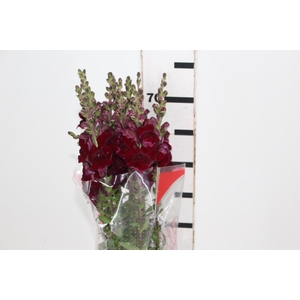 BOCA DE LEAO MONACO RED 070 CM