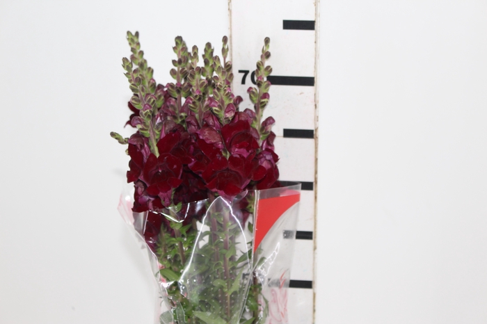 <h4>BOCA DE LEAO MONACO RED 070 CM</h4>