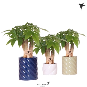 Kolibri Greens Pachira in Candy pot blue mix