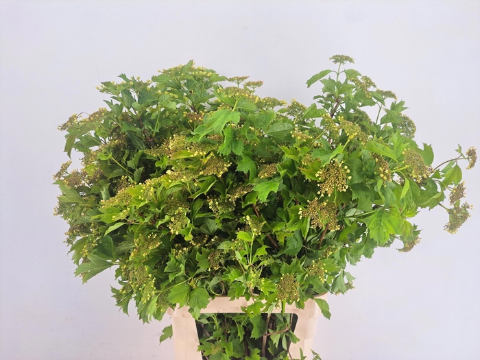 <h4>VIBURNUM OPULUS BLOEIEND</h4>