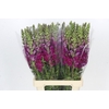 Antirrhinum Potomac Purple