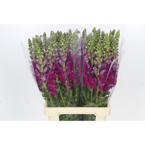 Antirrhinum Potomac Purple