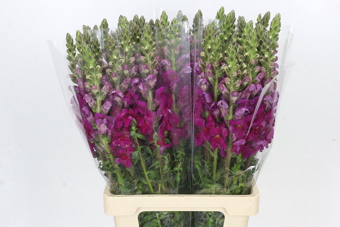 Antirrhinum Potomac Purple